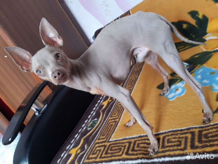 Вязка Той-терьер