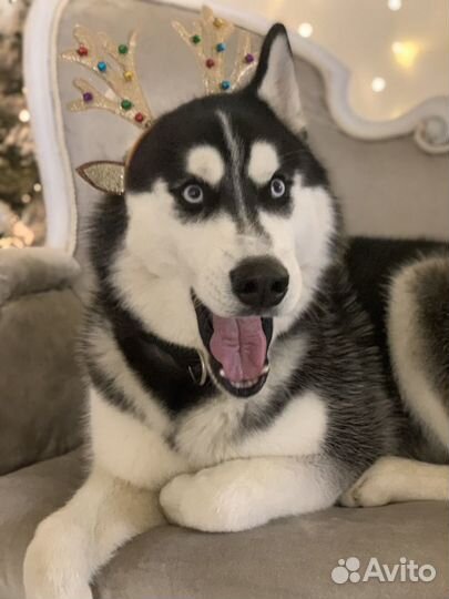 Хаски вязка с документами