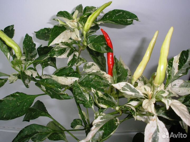 Излишки семян комнатных перцев и томатов