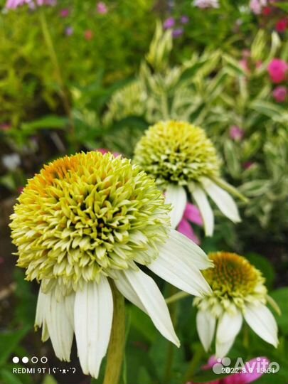 Саженцы эхинацеи