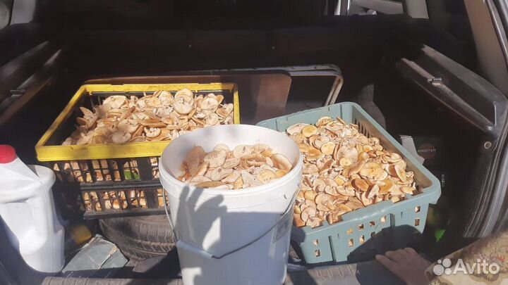 Грибы опята свежие