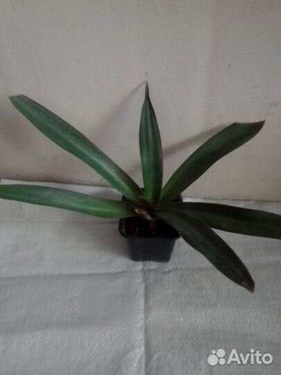 Рео «ладья Моисея» комнатный цветок