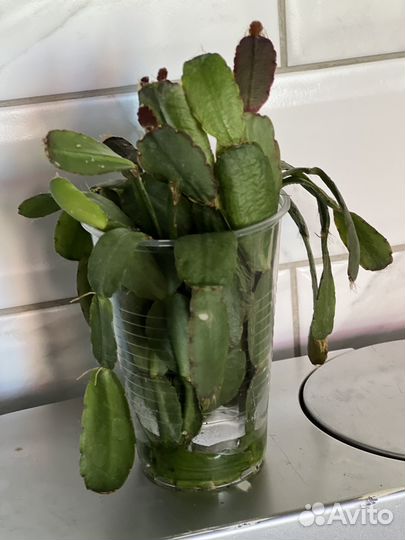 Рапсалидопсис