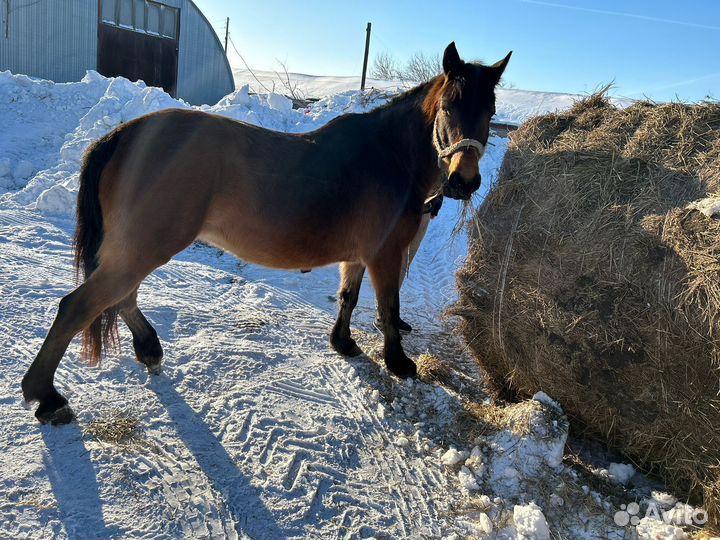 Лошади жеребята