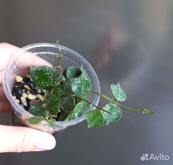 Хойя куртиси