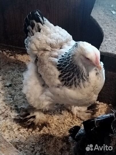 Инкубационное яйцо