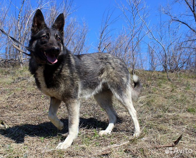 Собака Джульетта