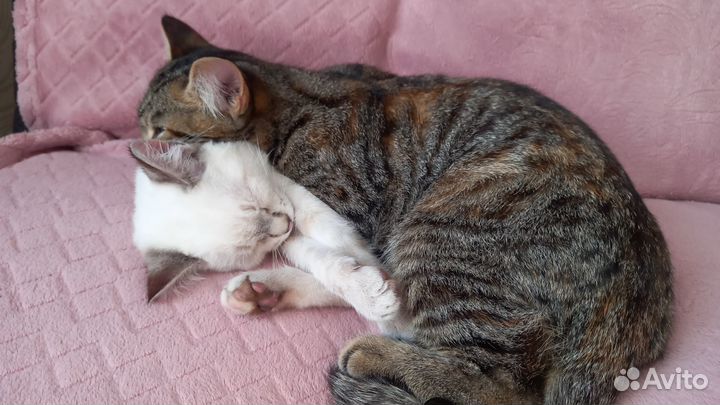 Котята в добрые руки