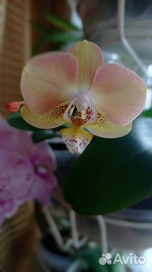 Орхидея Sogo Mandala