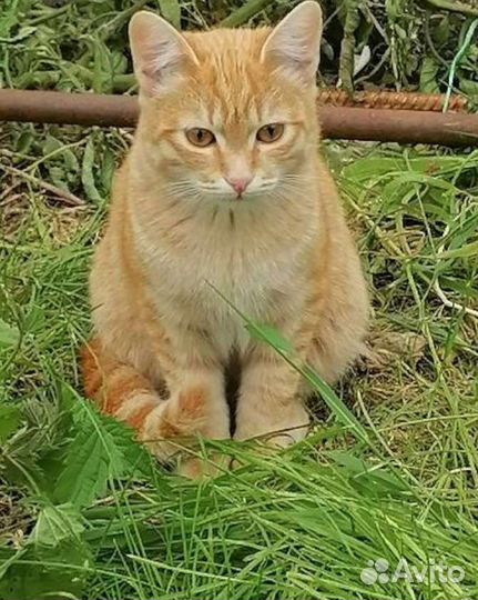 Рыжий кот в добрые руки