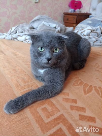 Кошки бесплатно