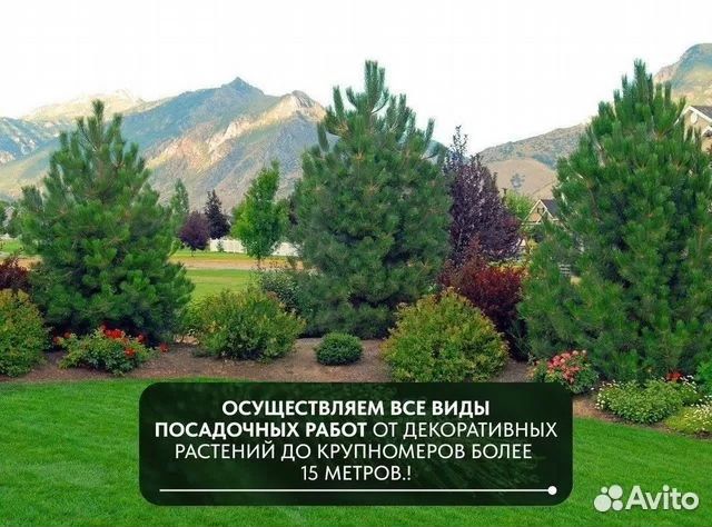 Ель голубая