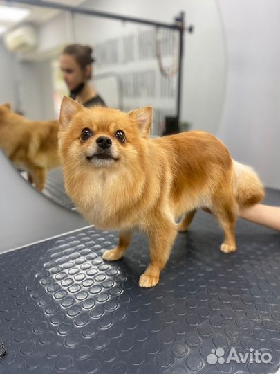 Померанский шпиц