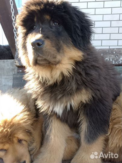 Тибетский мастиф девочка