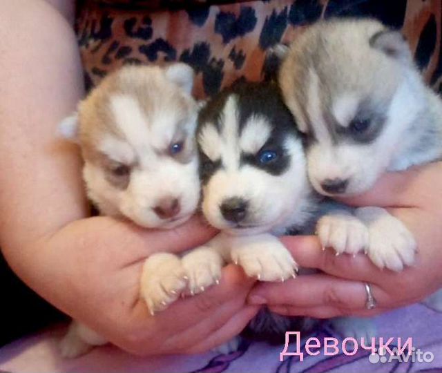 Щенки сибирской хаски