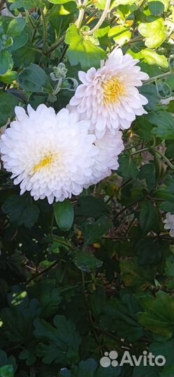 Хризантема