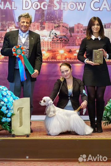 Кинологический центр Top Dog