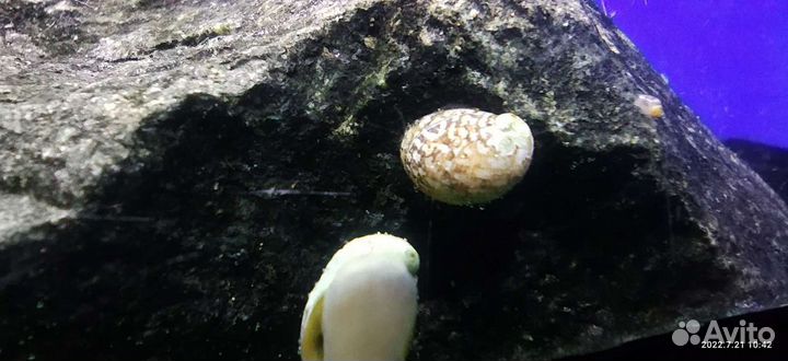 Теодоксус улитки