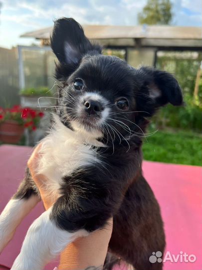 Чихуахуа девочка