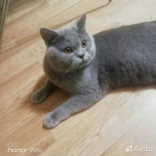 Британский кот
