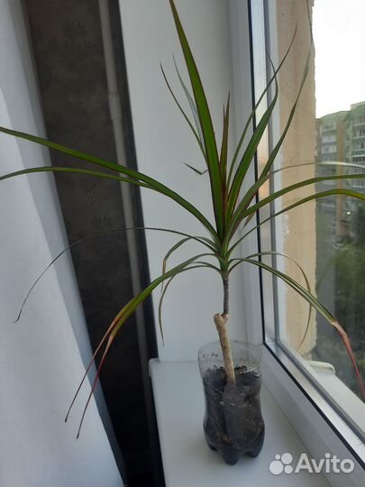 Пальма драцена