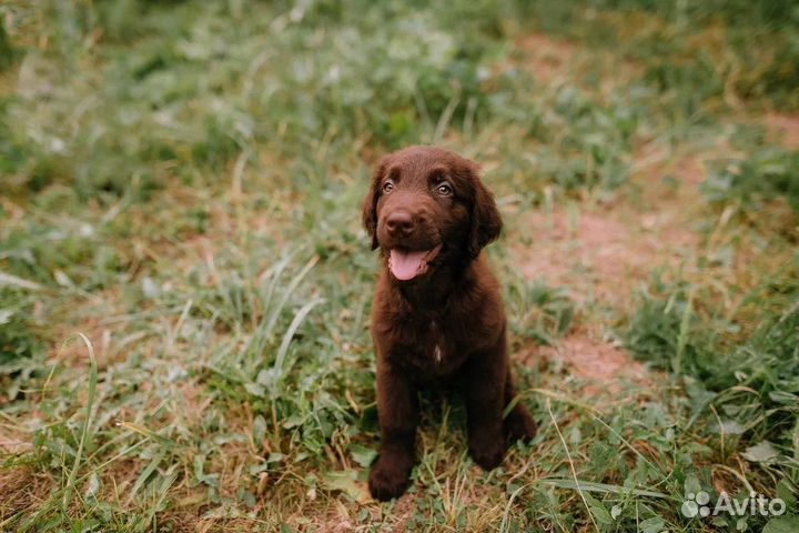 Прямошерстный ретривер