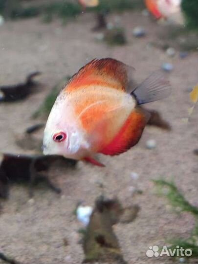 Дискус мальборо 5см