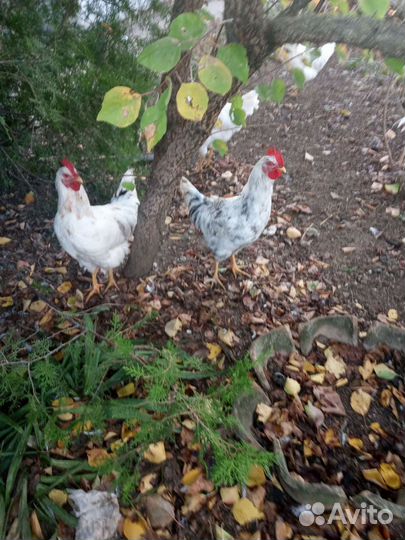 Куры петухи