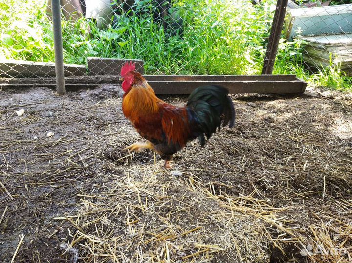 Домашние петухи