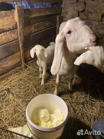 Козы козлята