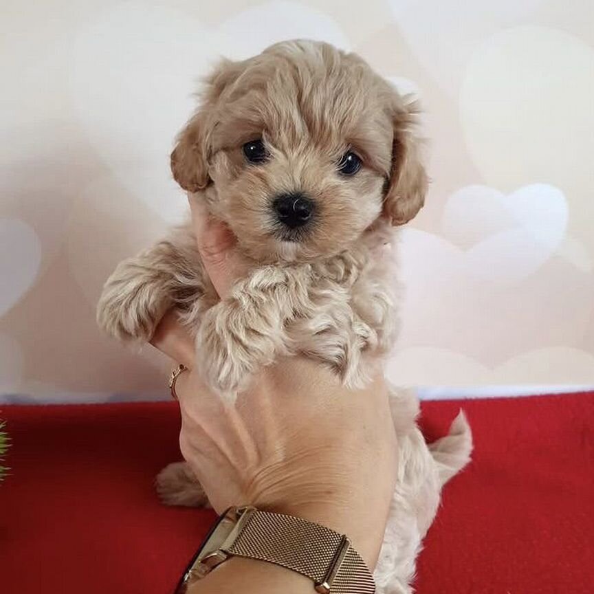 Мальтипу f1 мини. Maltipoo щенки. Super star