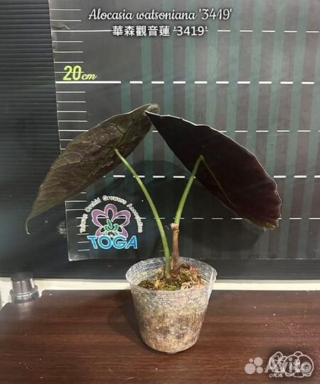 Алоказия ватсониана '3419'