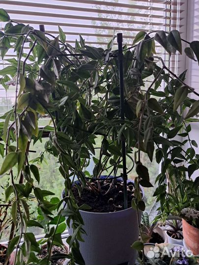 Хойя мелколистная