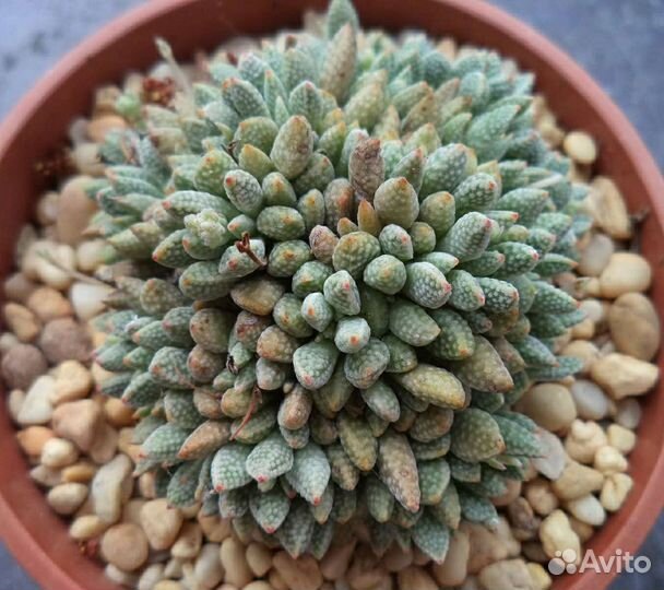 Crassula Крассулла, разные виды,21 вид, семена