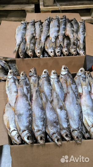 В наличии рыба вяленая, лещ плотва синец