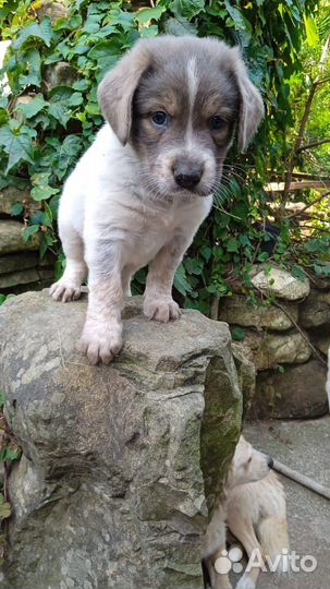 Щенки в добрые руки