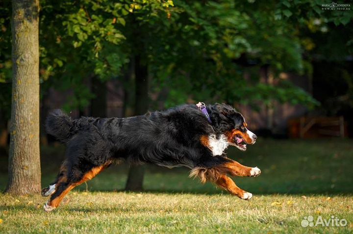 Щенки бернский зенненхунд