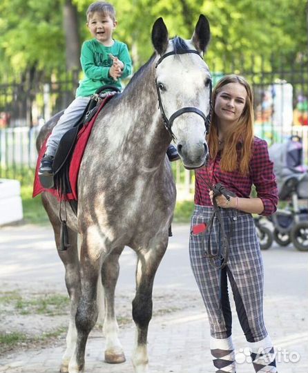 Конные прогулки, верховая езда, катание на лошадях