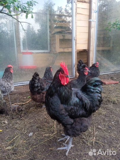 Предлагаю куры, петухи