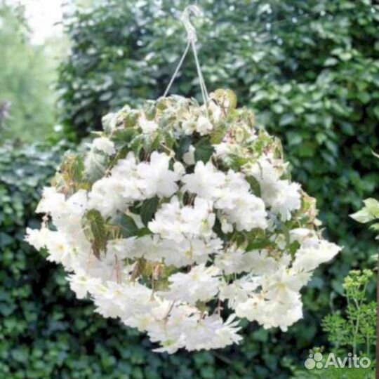 Многолетники Бегония Иллюминейшн Белая (ампельная)