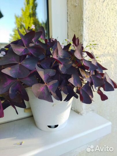 Кислица фиолетовая