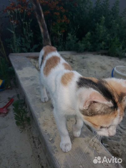 Кошка