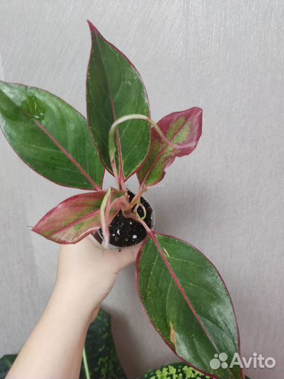 Аглаонема Crete