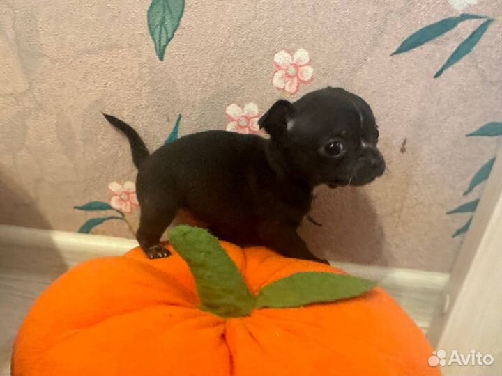 Щенки чихуахуа