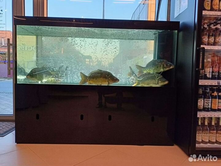 Обслуживание аквариумов с живыми морепродуктами