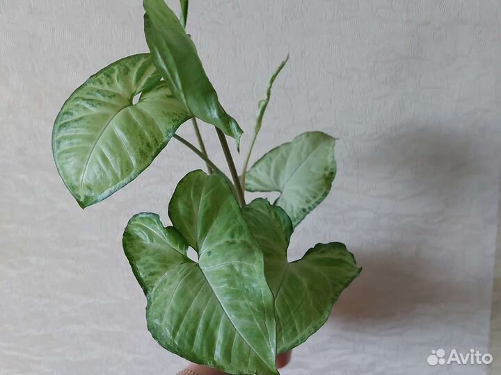 Сингониум Панда, Сплеш, Ред Хард