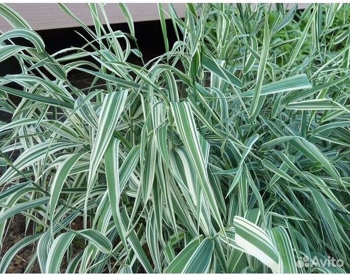 Фалярис тростниковый