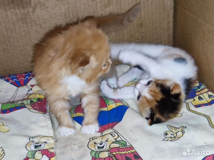 Очень милые Котята