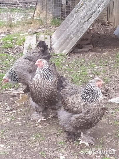 Брама темная