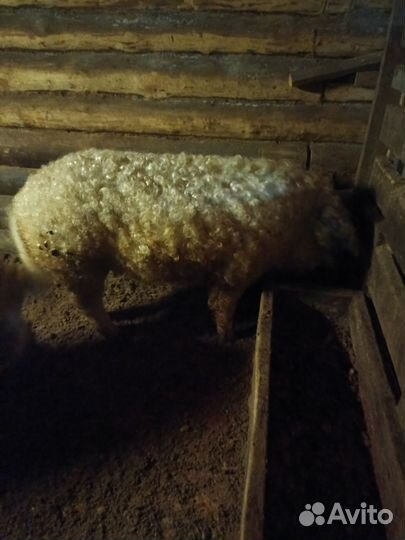 Мангалица пуховая